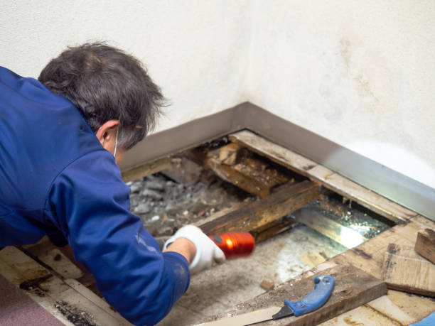 Best Mold Removal Company Near Me  in Clare, MI