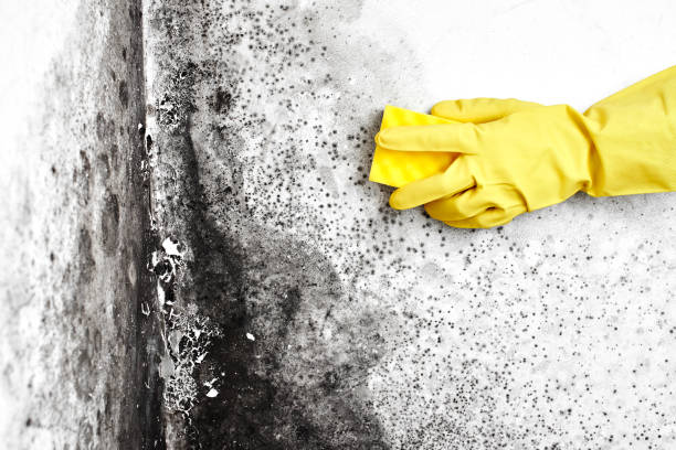 Trusted Clare, MI Mold Removal Experts