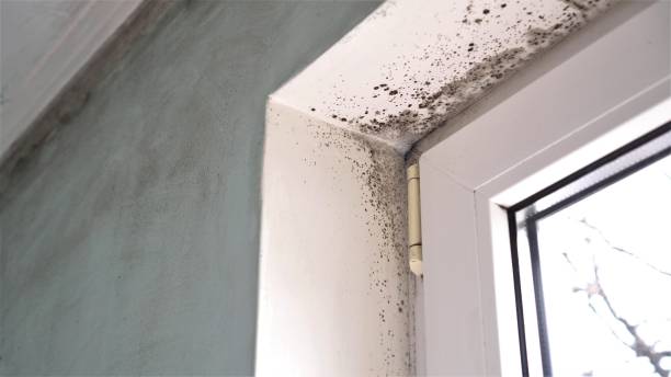 Best Commercial Mold Removal  in Clare, MI