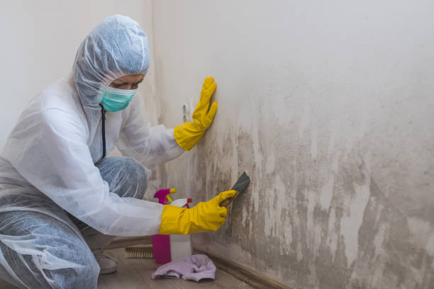 Best Affordable Mold Removal  in Clare, MI