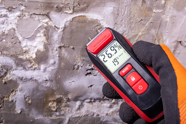 Best Toxic Mold Removal  in Clare, MI