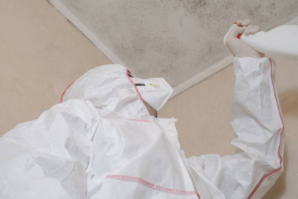 Attic Mold Removal in Clare, MI