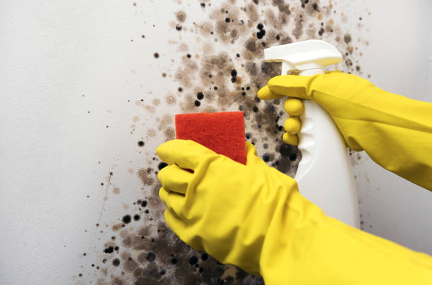 Best Local Mold Removal Service  in Clare, MI