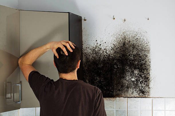 Best Same-Day Mold Removal  in Clare, MI